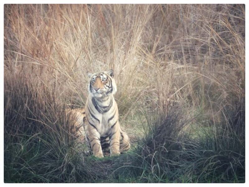 From Jaipur: Ranthambore National Park Day Trip with Safari - An In-Depth Look at the Ranthambore Day Trip from Jaipur