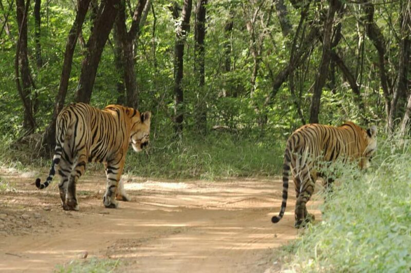 From Jaipur: Ranthambore National Park Day Trip with Safari - The Sum Up: Who Is This Tour Best For?