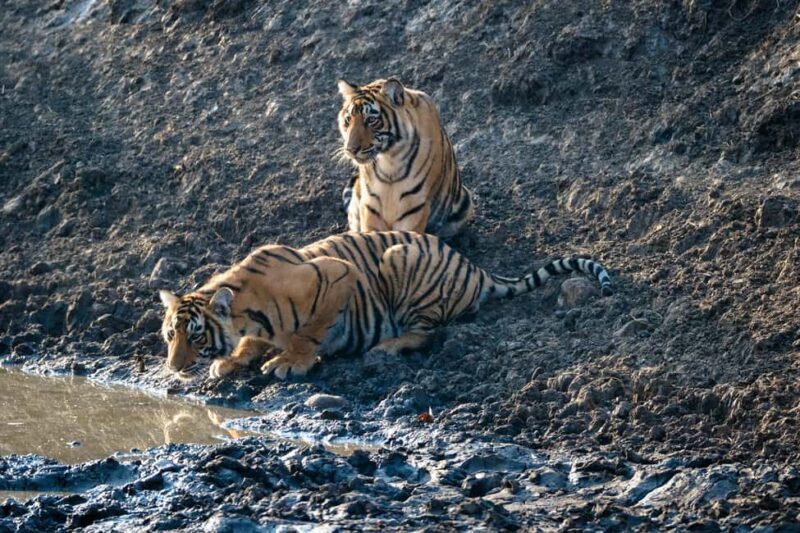 From Jaipur: Ranthambore National Park Day Trip with Safari - Key Points