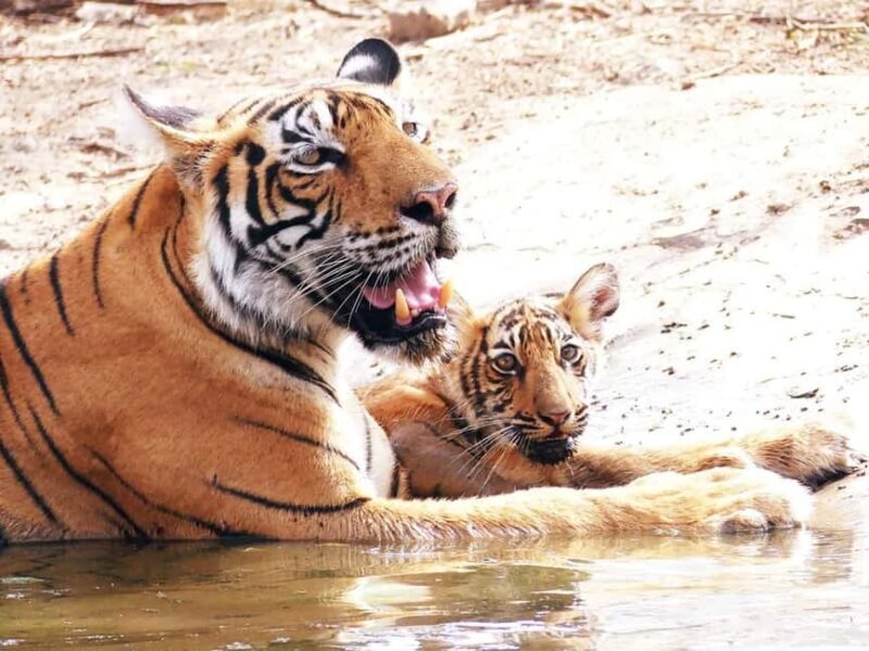 From Jaipur: Ranthambore National Park Day Trip with Safari - Why Choose This Tour?
