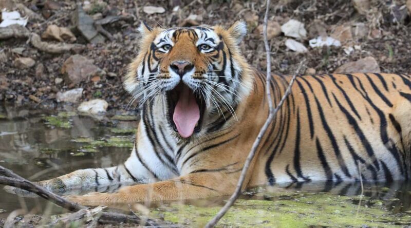 From Jaipur: Ranthambore National Park Day Trip with Safari - Practical Tips for Travelers