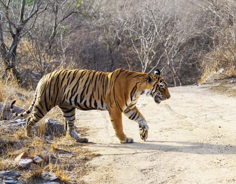 From Jaipur: Ranthambore National Park Day Trip with Safari - Comparing the Experience