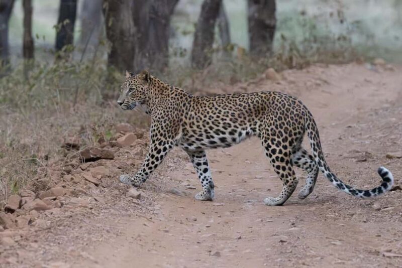 From Jaipur: Ranthambore National Park Day Trip with Safari - FAQ