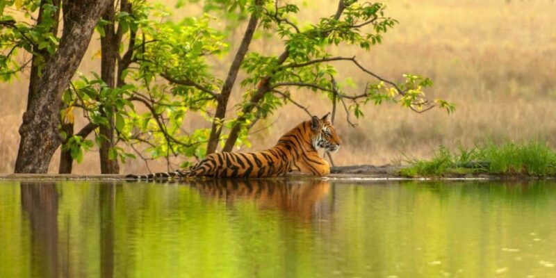 From Jaipur: Ranthambore National Park Safari with Transfers - Key Points