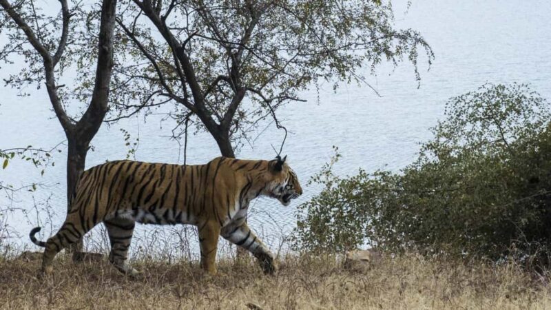 From Jaipur: Ranthambore National Park Safari with Transfers - In-Depth Breakdown of the Itinerary