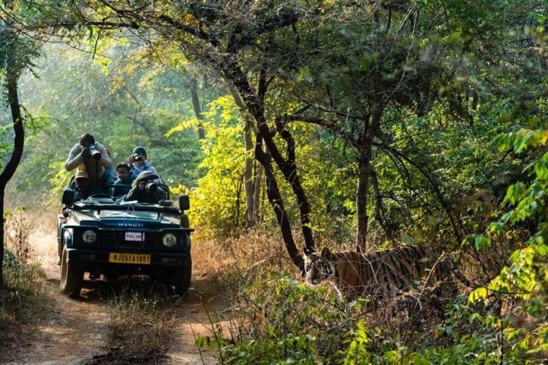 From Jaipur: Ranthambore National Park Safari with Transfers - An In-Depth Look at the Safari Experience