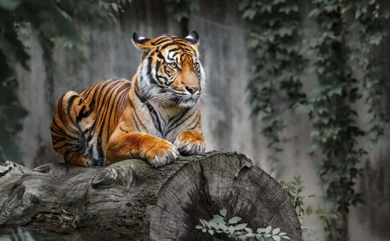 From Jaipur: Ranthambore National Park Safari with Transfers - Final Thoughts