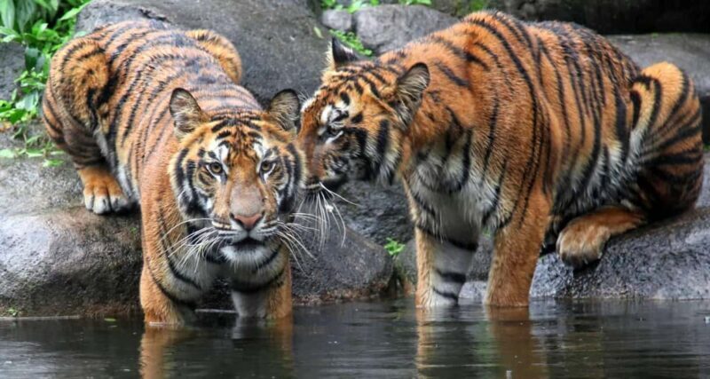 From Jaipur: Ranthambore Private Day Trip with Tiger Safari - The Pros and Cons Based on Traveler Feedback
