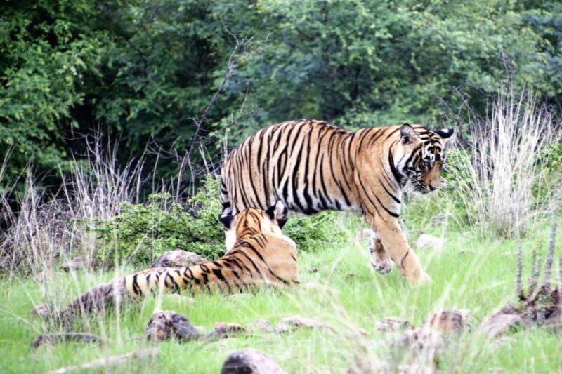 From Jaipur: Ranthambore Private Day Trip with Tiger Safari - FAQs