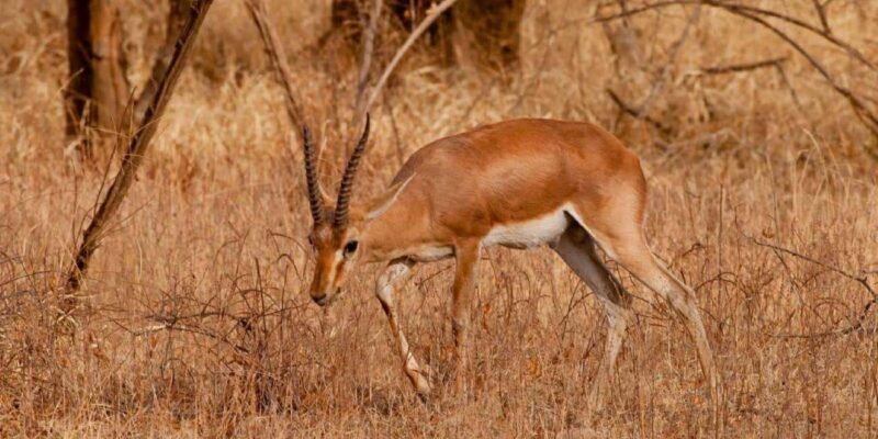 From Jaipur: Ranthambore Tiger National Park Tour (02 Days) - Key Points