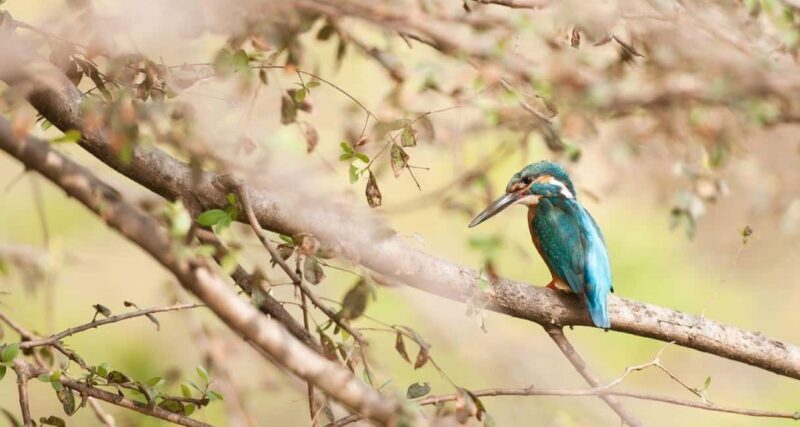 From Jaipur: Ranthambore Tiger National Park Tour (02 Days) - Introduction: The Essence of the Ranthambore Safari