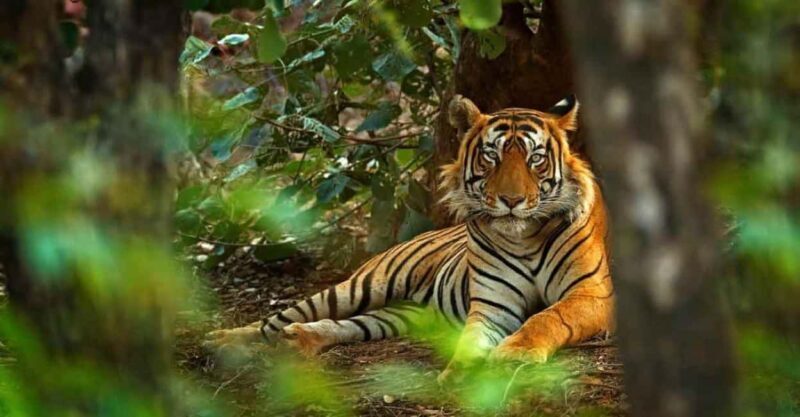 From Jaipur: Ranthambore Tiger National Park Tour (02 Days) - Why This Tour Offers Good Value
