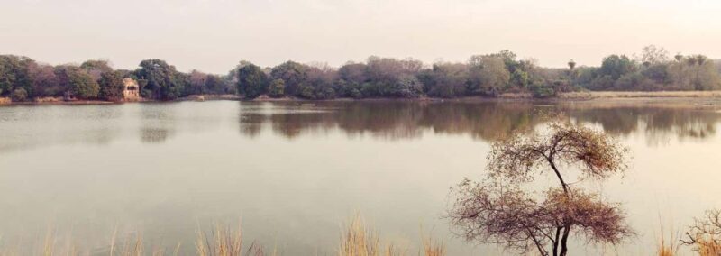 From Jaipur: Ranthambore Tiger National Park Tour (02 Days) - The Experience Provider: Buddha Travel Hub