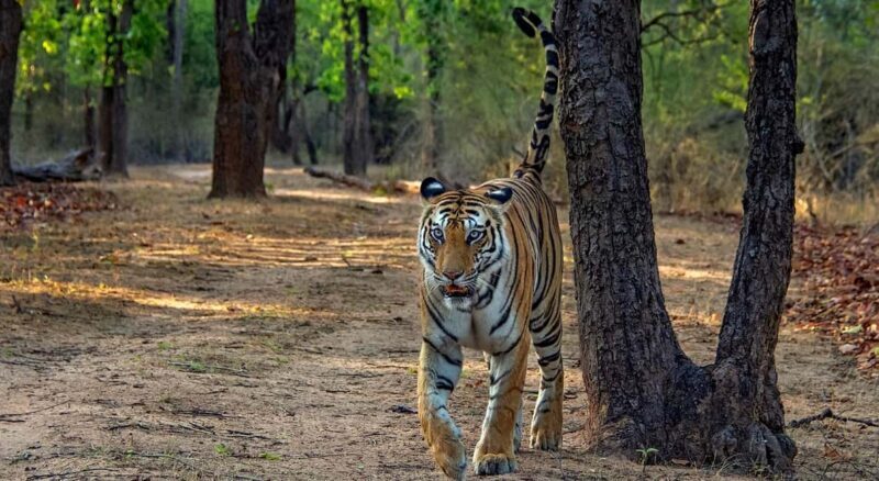 From Jaipur: Ranthambore Tiger Safari Day Trip with Transfer - Key Points