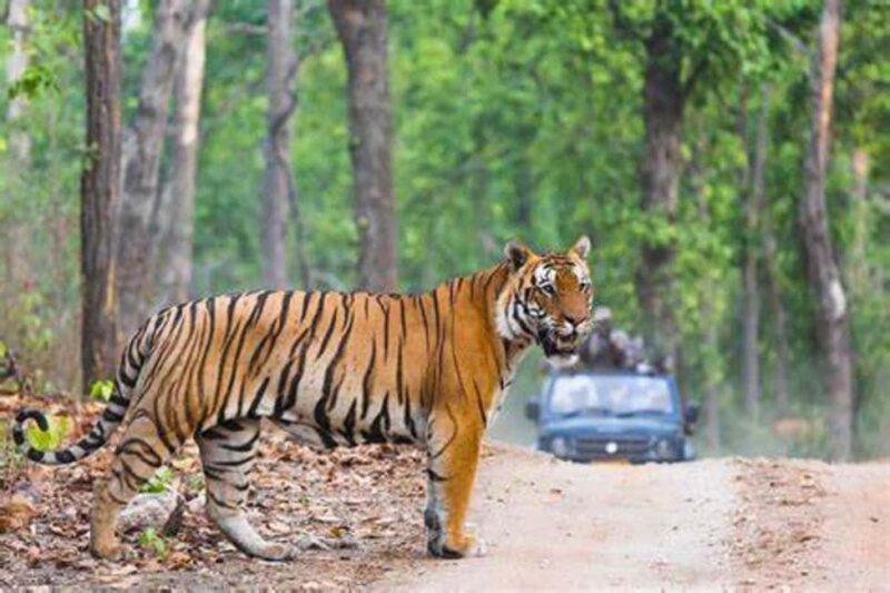 From Jaipur: Ranthambore Tiger Safari Day Trip with Transfer - An In-Depth Look at the Ranthambore Tiger Safari Day Trip