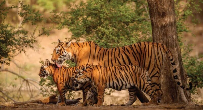 From Jaipur: Ranthambore Tiger Safari Day Trip with Transfer - Who Will Enjoy This Tour?