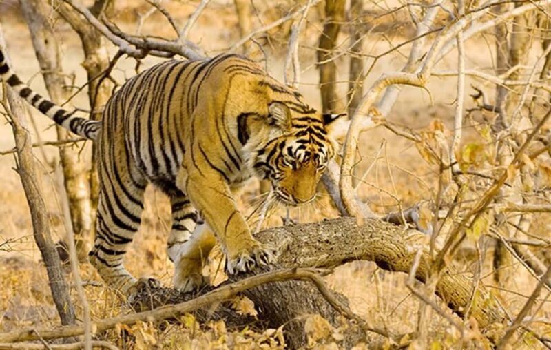 From Jaipur: Ranthambore Tiger Safari Day Trip with Transfer - The Sum Up