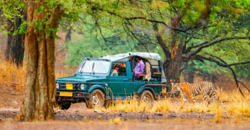 From Jaipur: Ranthambore Tiger Safari Overnight Tour - What to Expect from the Ranthambore Overnight Tour