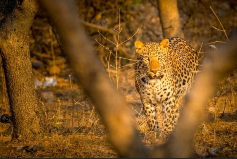 From Jaipur: Ranthambore Tiger Safari Overnight Tour - Who Should Consider This Tour