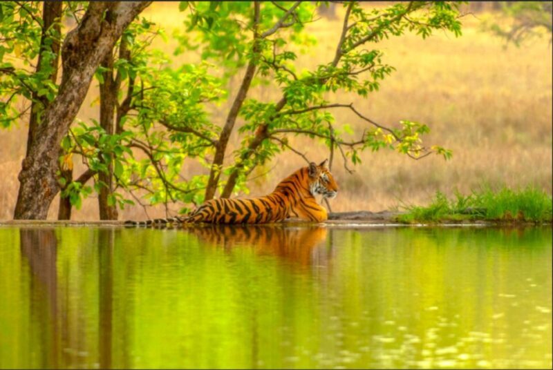From Jaipur: Ranthambore Tiger Safari Overnight Tour - FAQs