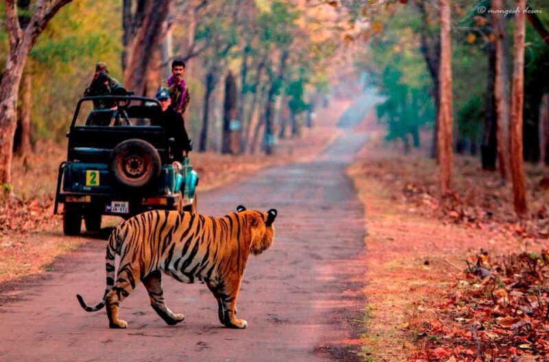 From Jaipur: Same Day Ranthambore excursion - The Itinerary Breakdown: What to Expect on Your Day Trip