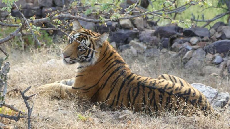 From Jaipur: Sariska National Park Day trip with Safari - Exploring the Sariska National Park Day Trip from Jaipur