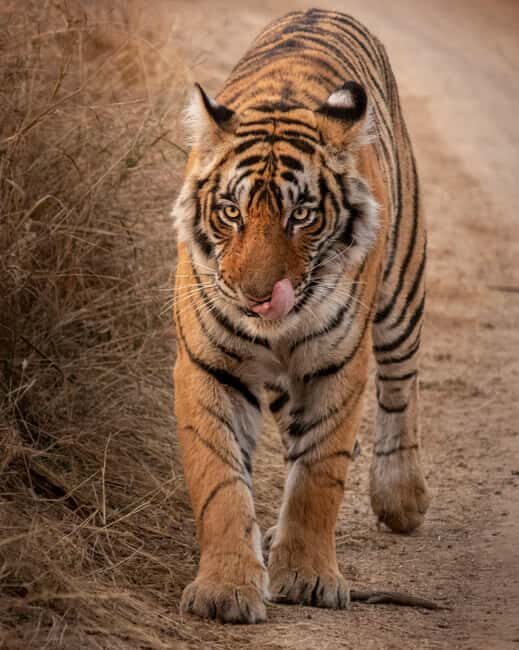 From Jaipur: Sariska National Park Day trip with Safari - Key Points