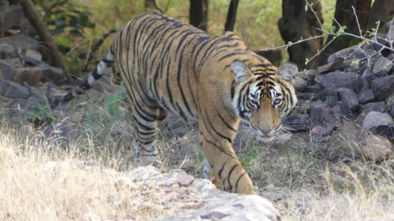 From Jaipur: Sariska National Park Day trip with Safari - The Itinerary in Detail