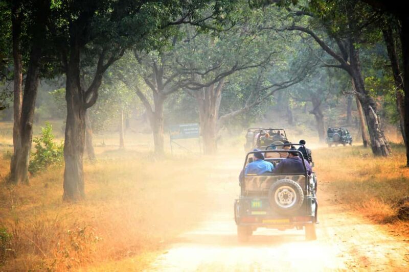 From Jaipur: Sariska National Park Day trip with Safari - Transportation and Group Size