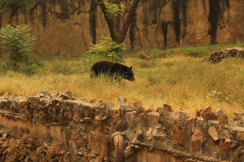 From Jaipur: Sariska National Park Day trip with Safari - Pricing and Value