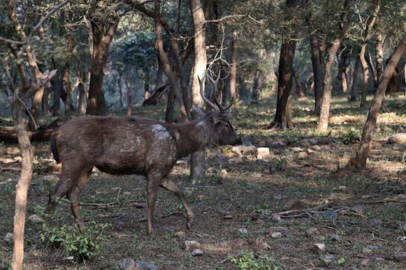 From Jaipur: Sariska National Park Day trip with Safari - The Sum Up