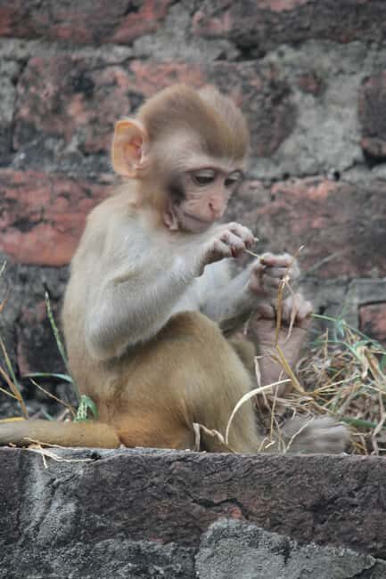From Jaipur: Sariska National Park Day trip with Safari - FAQ