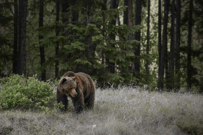 From Jasper: Jasper National Park Wildlife Discovery Tour - Key Points