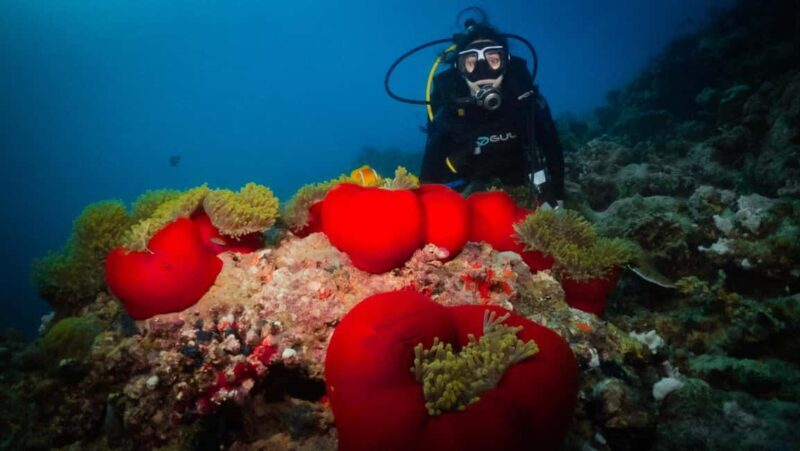 From Jeddah: Boat Trip and Diving for Certified Divers - What You Can Expect from This Diving Trip