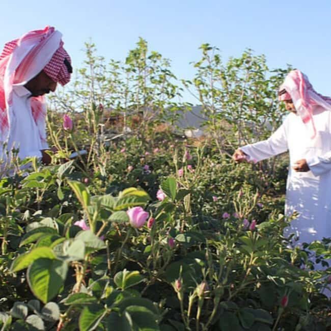 From Jeddah: Full-Day Tour To Taif - Authenticity and Value: What You Really Get