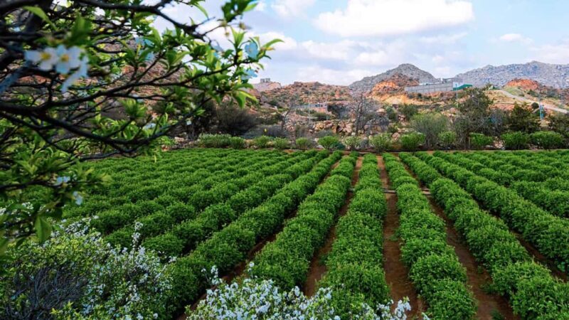 From Jeddah: Visit Taif The City of Roses - Top Attractions in Detail