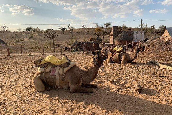 From Jodhpur : Overnight Stay In Desert With Camel Safari - Final Thoughts: Who Should Consider This Tour?