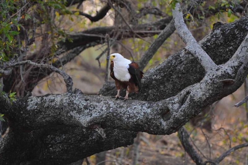 From Johannesburg: 2-Day Safari into Kruger National Park - Final Thoughts