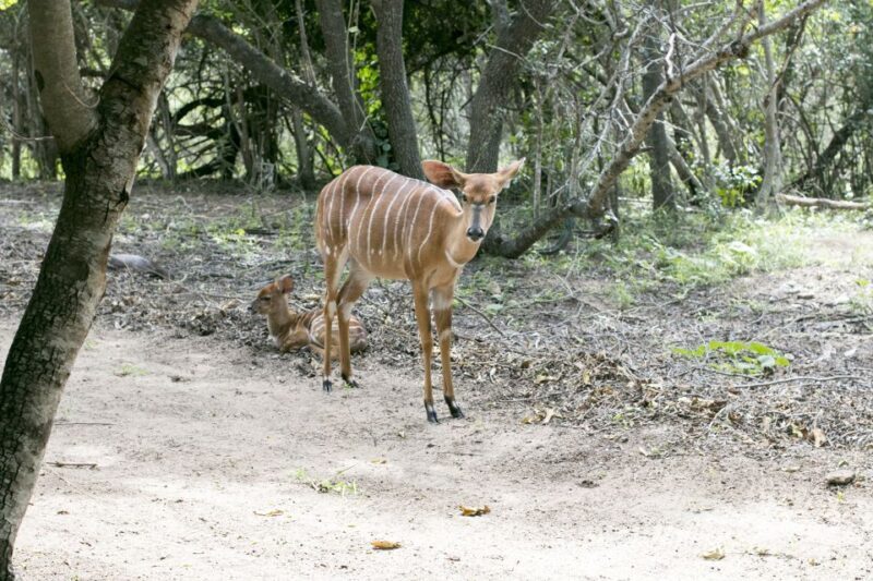 From Johannesburg: 3-Day Budget Tent Kruger Park Safari - Introduction
