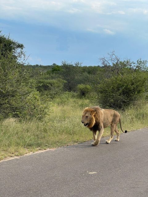 From Johannesburg : 3 Day Kruger National Park BIG 5 Safari - Introduction