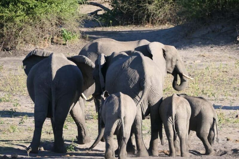 From Johannesburg: 6-Days luxury Kruger Park Safari - Key Points