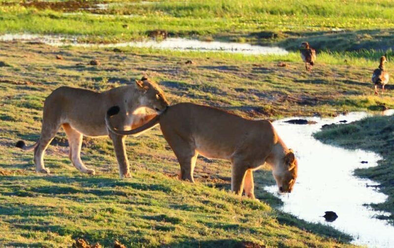 From Johannesburg: 6-Days luxury Kruger Park Safari - Exploring the Highlights of the Safari
