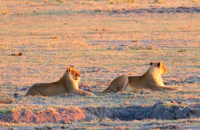 From Johannesburg: 6-Days luxury Kruger Park Safari - Who Should Consider This Safari?