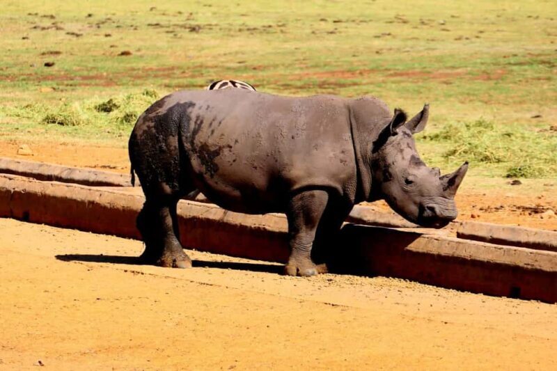 From Johannesburg: 6-Days luxury Kruger Park Safari - Final Thoughts: Is This Safari Worth It?