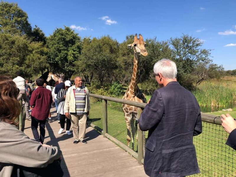 From Johannesburg: Cradle of Humankind and Lion Safari - Exploring the Day in Detail