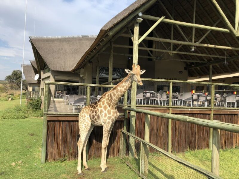 From Johannesburg: Cradle of Humankind and Lion Safari - Who this tour is best for