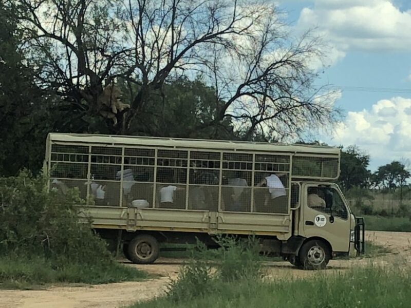 From Johannesburg: Cradle of Humankind and Lion Safari - FAQ