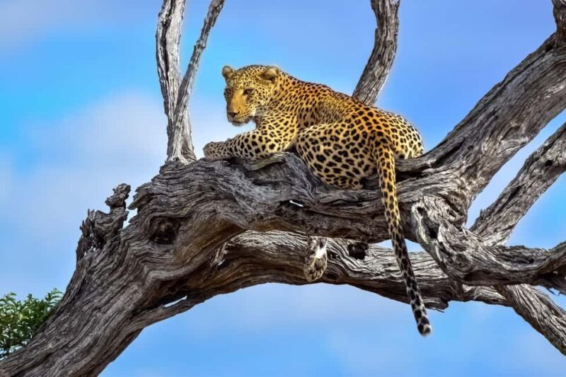From Johannesburg: Kruger National Park 3-Day Safari - A Deep Dive into the Kruger Experience