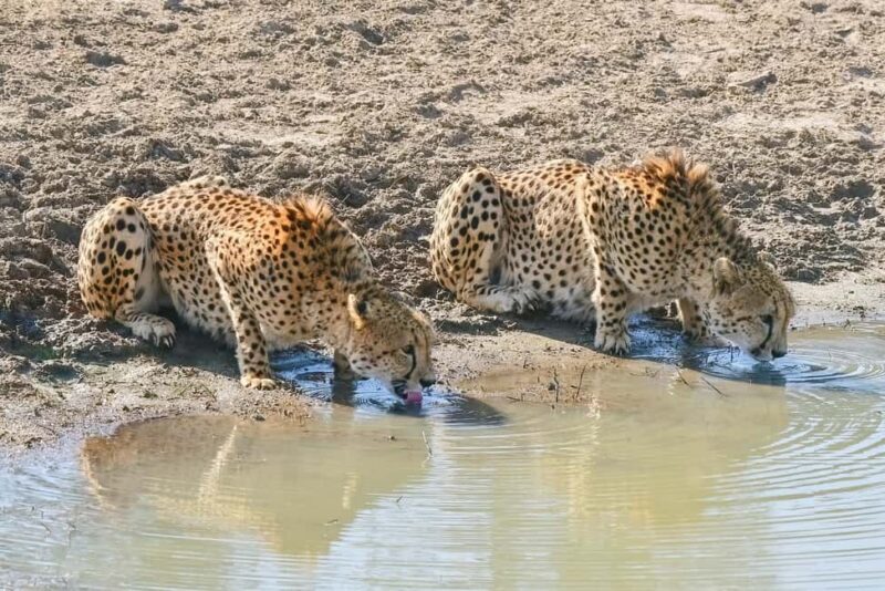 From Johannesburg: Kruger National Park 3-Day Safari - Why This Tour Offers Good Value