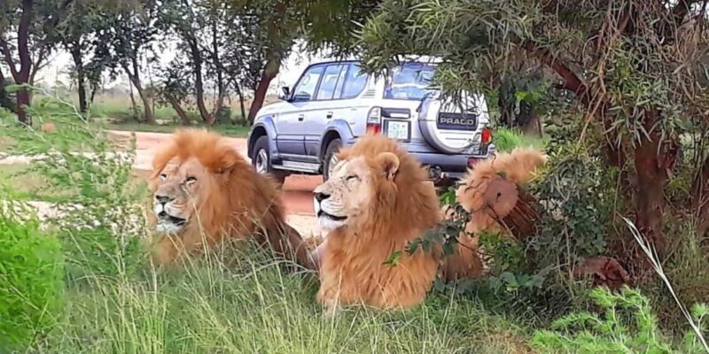From Johannesburg : Lion Park Tour with Lesedi Village Tour - Step One: Lion Park — A Close Encounter with Big Cats and More